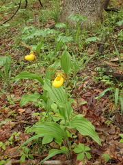 Cypripedium parviflorum pubescens