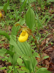 Cypripedium parviflorum pubescens