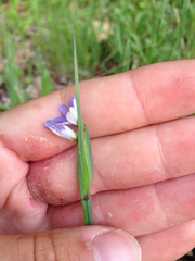 Sisyrinchium albidum