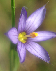 Sisyrinchium albidum