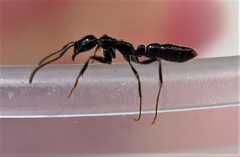 Leptogenys intermedia