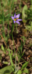 Sisyrinchium albidum
