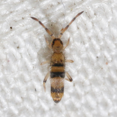 Entomobrya triangularis