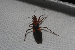 Pseudozelurus superbus