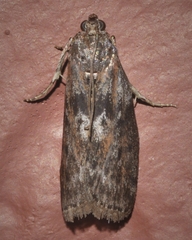 Sciota subcaesiella