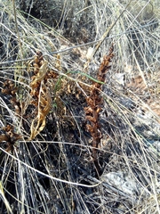 Orobanche kochii