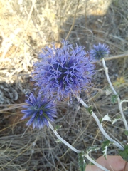 Echinops ritro ruthenicus