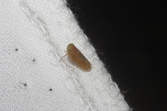 Coelidia