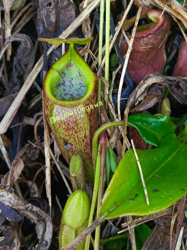 Nepenthes gymnamphora