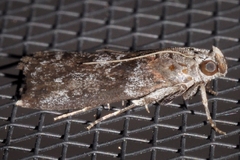 Sciota subcaesiella
