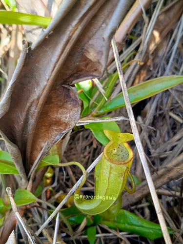 Nepenthes gymnamphora