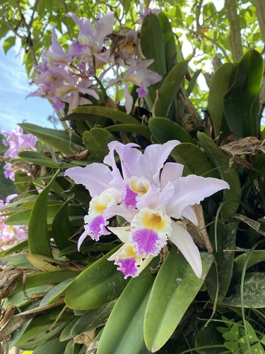 Foto de Cattleya mendelii