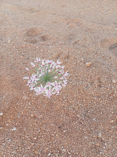 Hessea speciosa