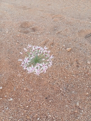 Hessea speciosa