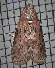 Sciota virgatella