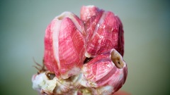 Megabalanus coccopoma