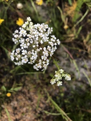 Bifora americana