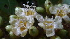 Cordia nodosa