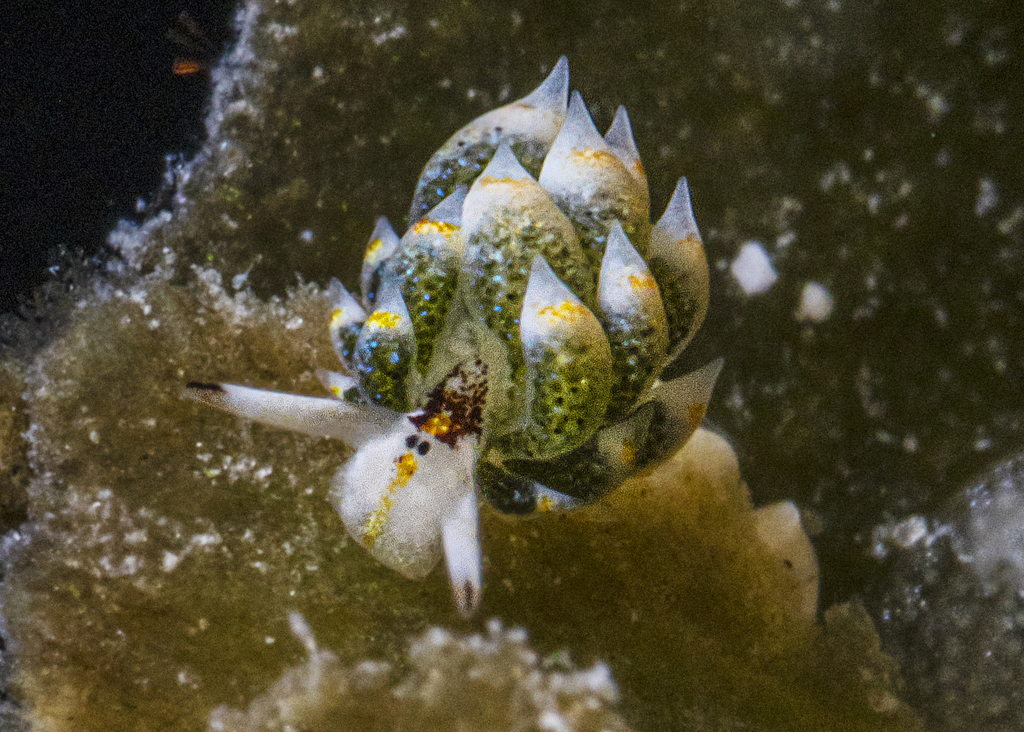 Photo of Sea sheep (Leaf sheep) (Costasiella kuroshimae)
