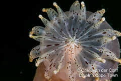 Haloclava capensis