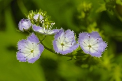 Phacelia purshii