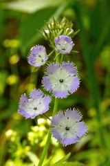 Phacelia purshii