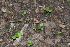 Impatiens parviflora