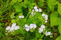 Phacelia purshii