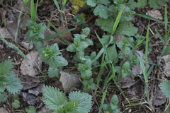 Veronica chamaedrys