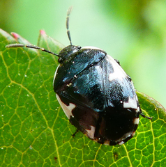 Tritomegas sexmaculatus