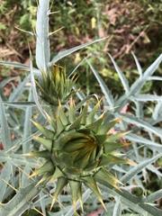 Cynara