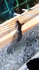 Passeriformes