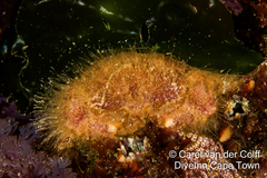 Dromidia hirsutissima