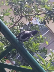 Passeriformes