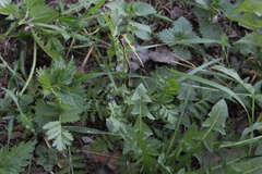 Tanacetum vulgare
