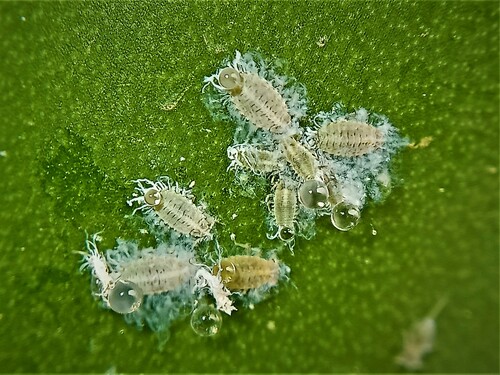 Aloe Vera Aphid (Aloephagus myersi) · iNaturalist