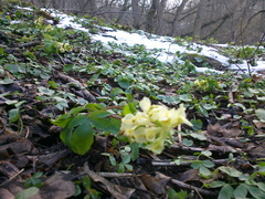 Corydalis cava marschalliana