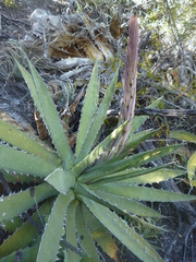 Agave xylonacantha