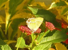 Callophrys xami xami