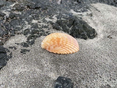 Acrosterigma pristipleura observed 2024-05-17