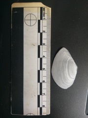 Austromacoma constricta