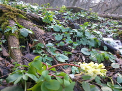 Corydalis cava marschalliana