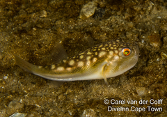 Amblyrhynchote honckenii