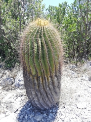 Ferocactus echidne