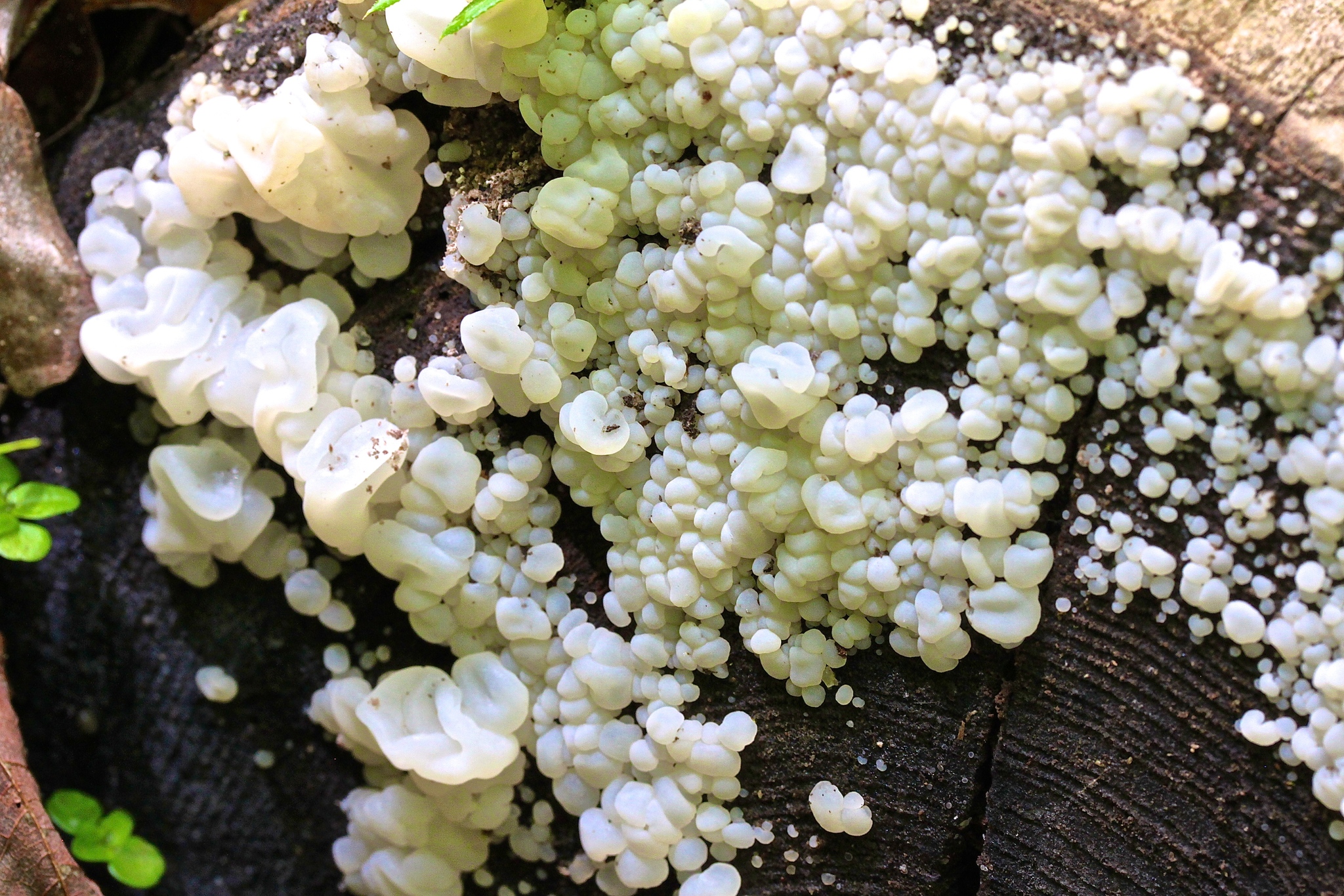 Ductifera image