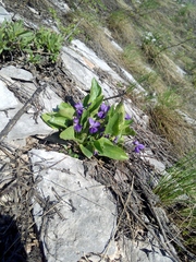 Viola ambigua