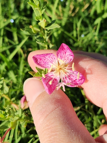 Image of Oenothera canescens by (c) Jo Roberts, some rights reserved (CC BY)