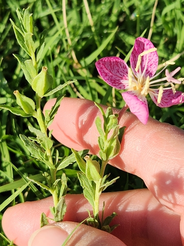 Image of Oenothera canescens by (c) Jo Roberts, some rights reserved (CC BY)