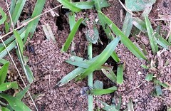 Leptogenys intermedia