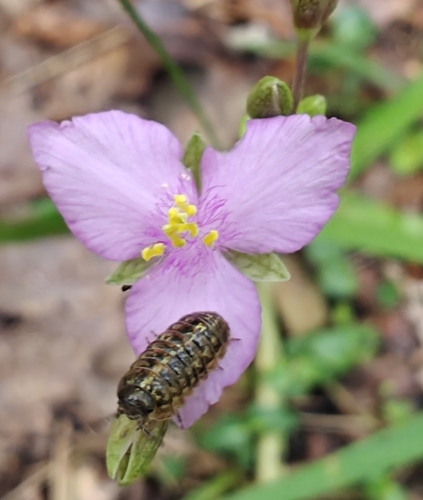 Image of Callisia graminea by (c) Mark Jones, some rights reserved (CC BY)
